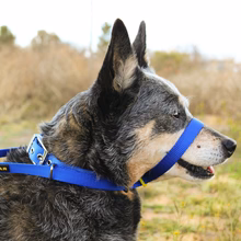 Canny Collar - Image 2