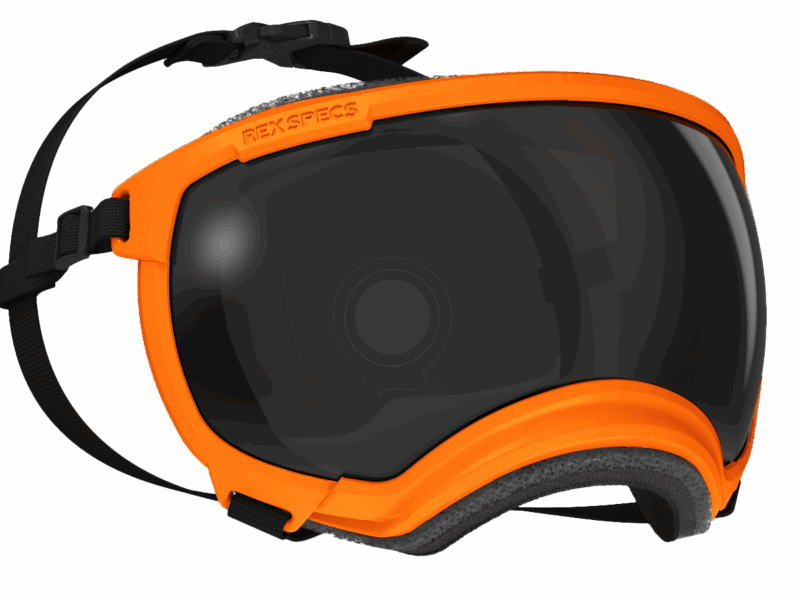 Rex Specs Hundagleraugu